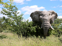 Etosha National Park