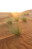 Wahiba Sands