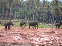 Pinawella