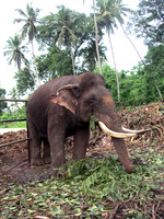 Pinawella