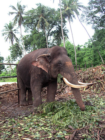 Pinawella