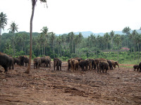Pinawella