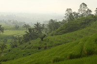 Jatiluwih. Rice Terrace.