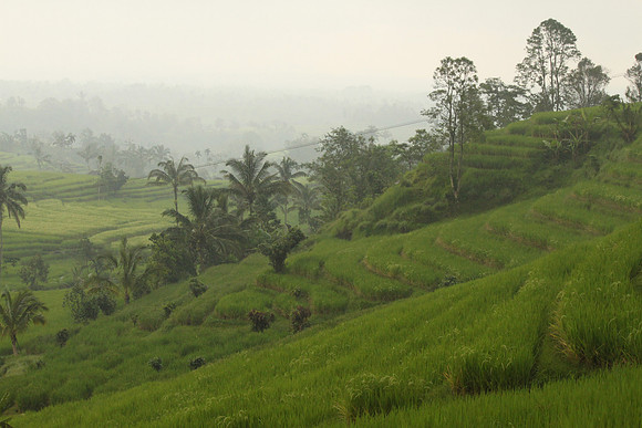 Jatiluwih. Rice Terrace.
