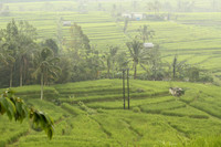 Jatiluwih.