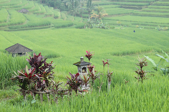 Jatiluwih.