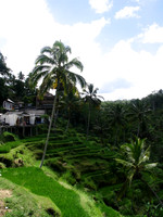 Rice Terrace