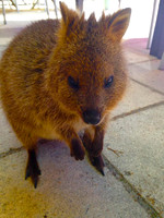 Quokka.