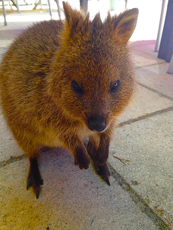 Quokka.