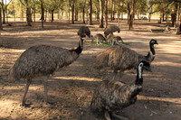 Fraser Coast Wildlife Sanctuary