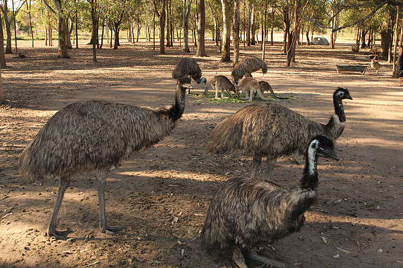 Fraser Coast Wildlife Sanctuary