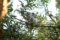Noosa National Park.