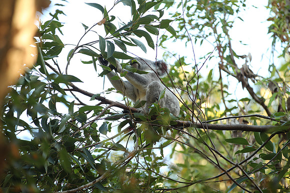 Noosa National Park.