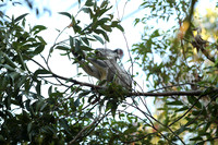 Noosa National Park.