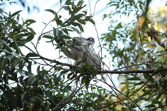 Noosa National Park.