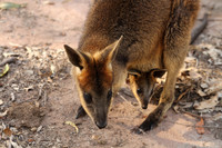 Fraser Coast Wildlife Sanctuary