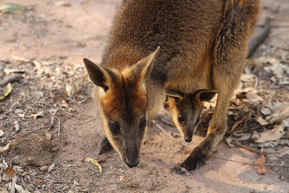 Fraser Coast Wildlife Sanctuary