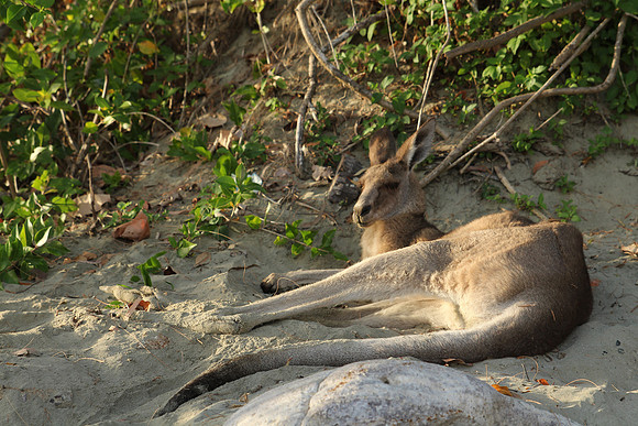 Cape Hillsborough