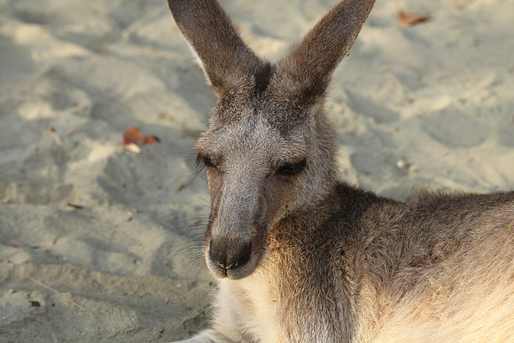 Cape Hillsborough