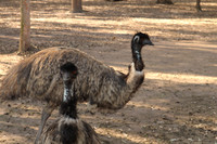Fraser Coast Wildlife Sanctuary