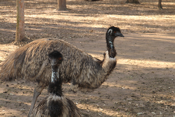 Fraser Coast Wildlife Sanctuary