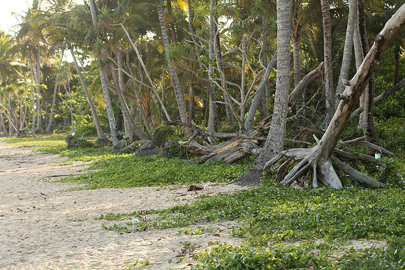 Mission Beach