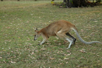 Fraser Coast Wildlife Sanctuary