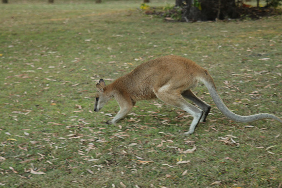 Fraser Coast Wildlife Sanctuary
