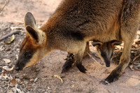 Fraser Coast Wildlife Sanctuary