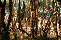 Noosa National Park.