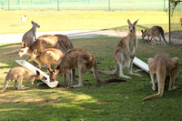 Fraser Coast Wildlife Sanctuary