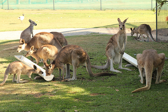 Fraser Coast Wildlife Sanctuary