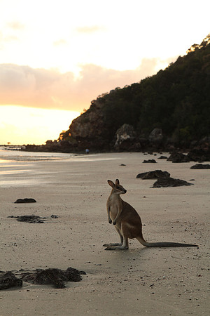 Cape Hillsborough