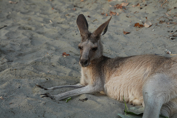 Cape Hillsborough