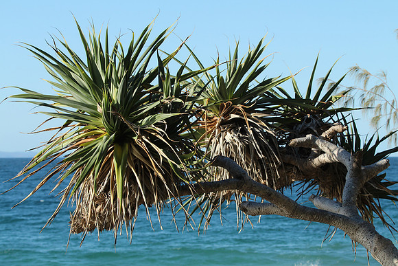 Noosa National Park.