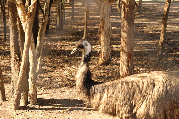 Fraser Coast Wildlife Sanctuary