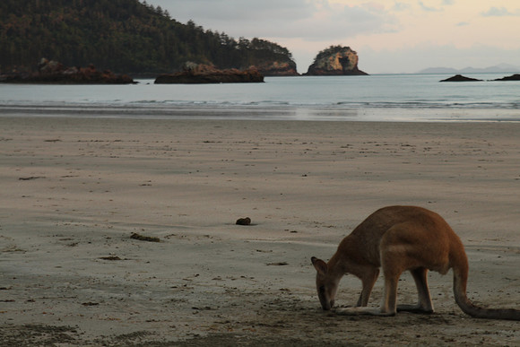Cape Hillsborough