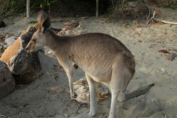 Cape Hillsborough