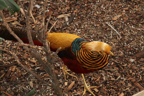 Fraser Coast Wildlife Sanctuary