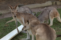 Fraser Coast Wildlife Sanctuary