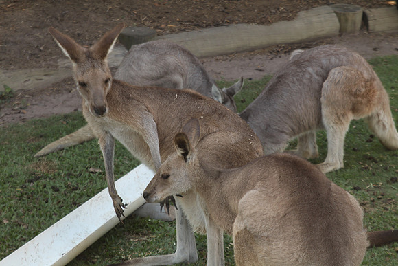 Fraser Coast Wildlife Sanctuary