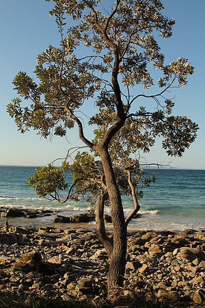 Noosa National Park.