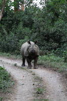 Chitwan